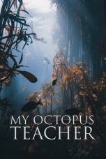 Nonton Film My Octopus Teacher 2020 Sub Indonesia